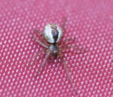 Kochiura aulica